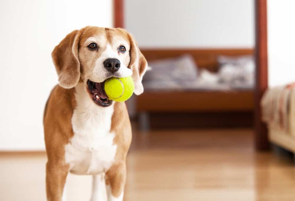 The Best Toys for Mental Stimulation for Dogs – OH Blog