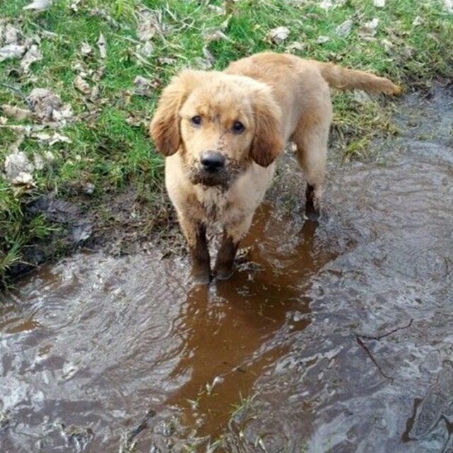 Dog Owner? Here’s How to Keep Your Car Clean! BreezeGuard
