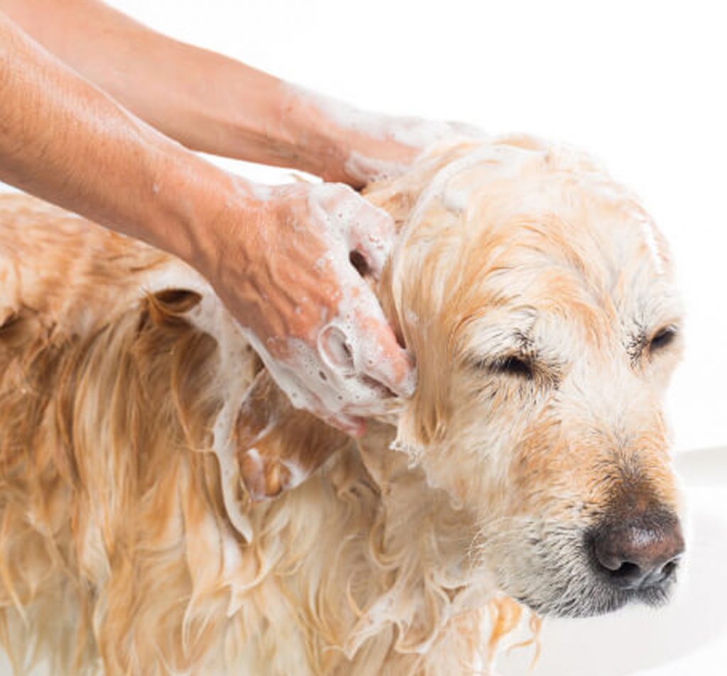 How to Bathe a Dog Who Hates Baths BreezeGuard