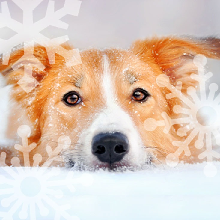 Festive Activities for You, Your Family And Your Dog