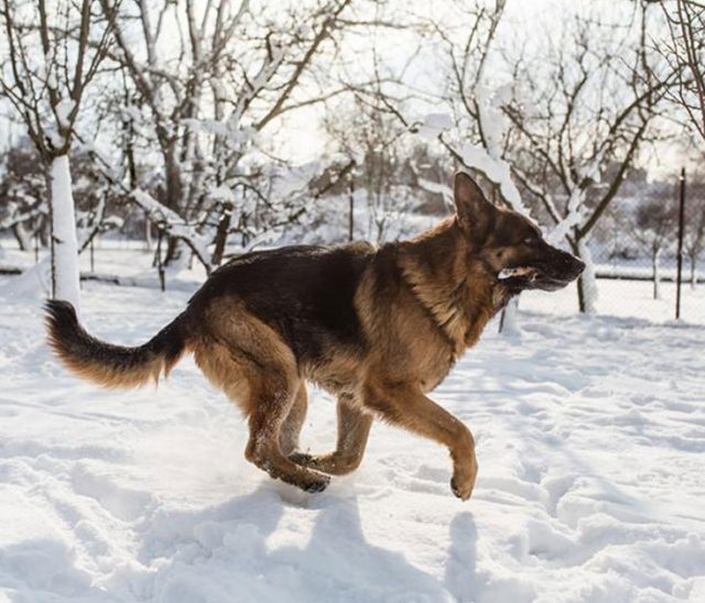 4 Creative Ways to Boost Your Dog’s Endurance BreezeGuard