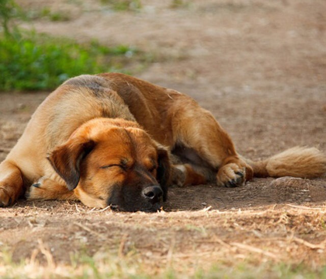Is Your Dog Getting Enough Sleep? BreezeGuard