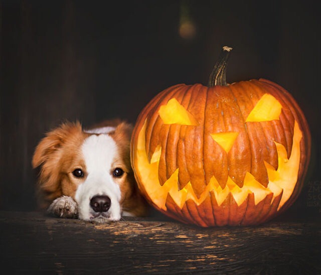 3 Halloween Tricks to Teach Your Dog BreezeGuard