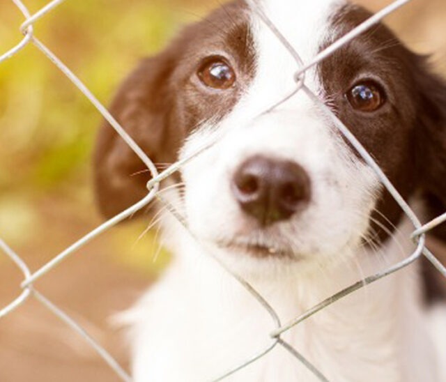 Home Your New Dog with the Rescue Dog Rule of Threes! BreezeGuard