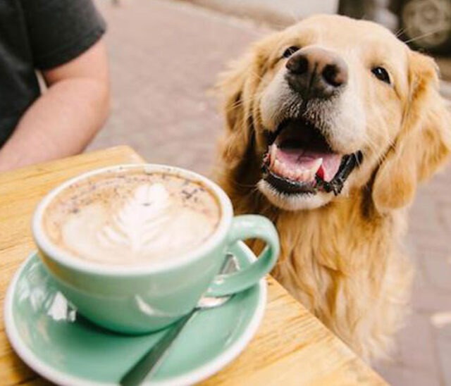 How to Keep Your Dog From Barking in the DriveThrough BreezeGuard