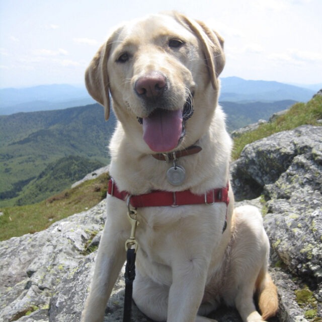How to Hike With Your Dog BreezeGuard