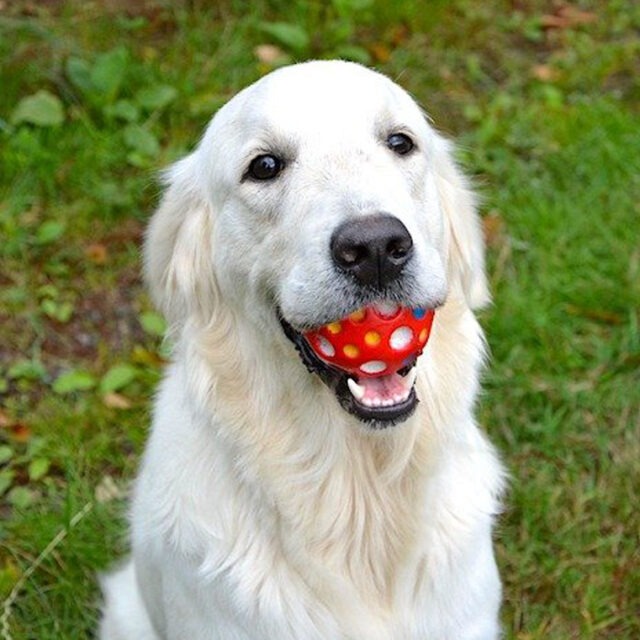 5 Reasons To Teach Old Dogs New Tricks BreezeGuard