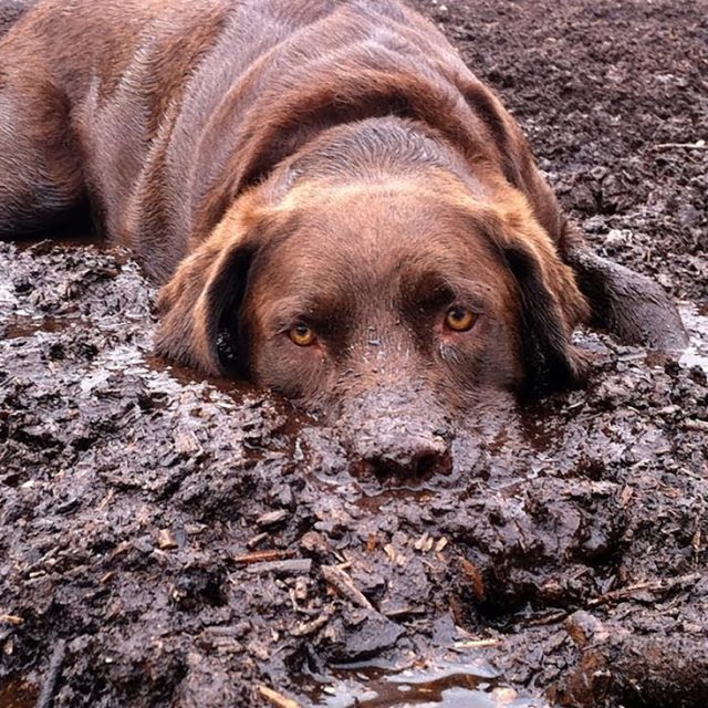 How Often Should You Bathe Your Dog? BreezeGuard