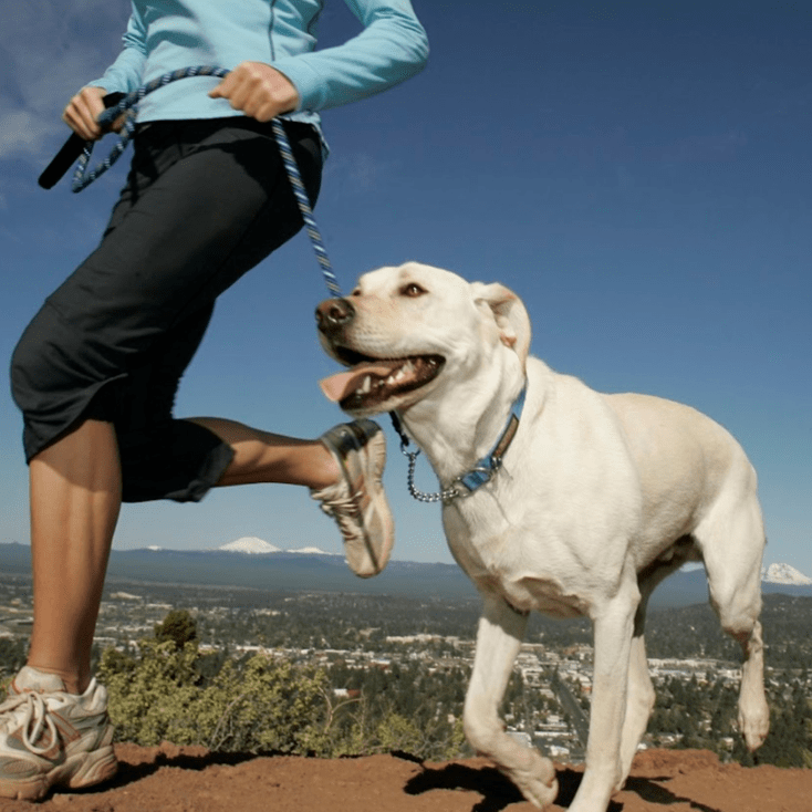 how long should a dog run be