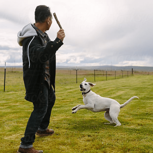 How to Celebrate Dog Father’s Day 2023 | BreezeGuard