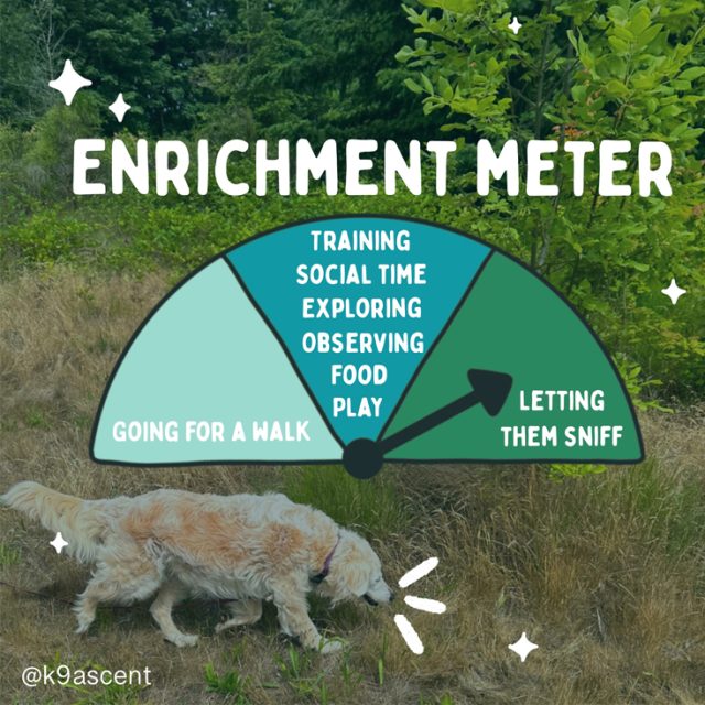 Enrichment Activities for Dogs BreezeGuard