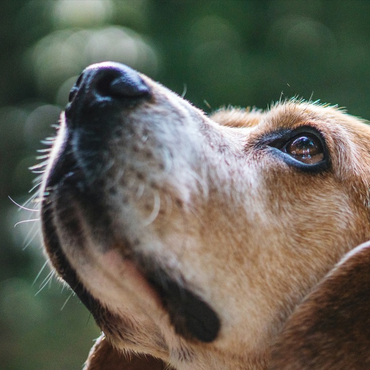 Indoor Scent Games For Dogs: Stimulate Senses While Stuck Inside